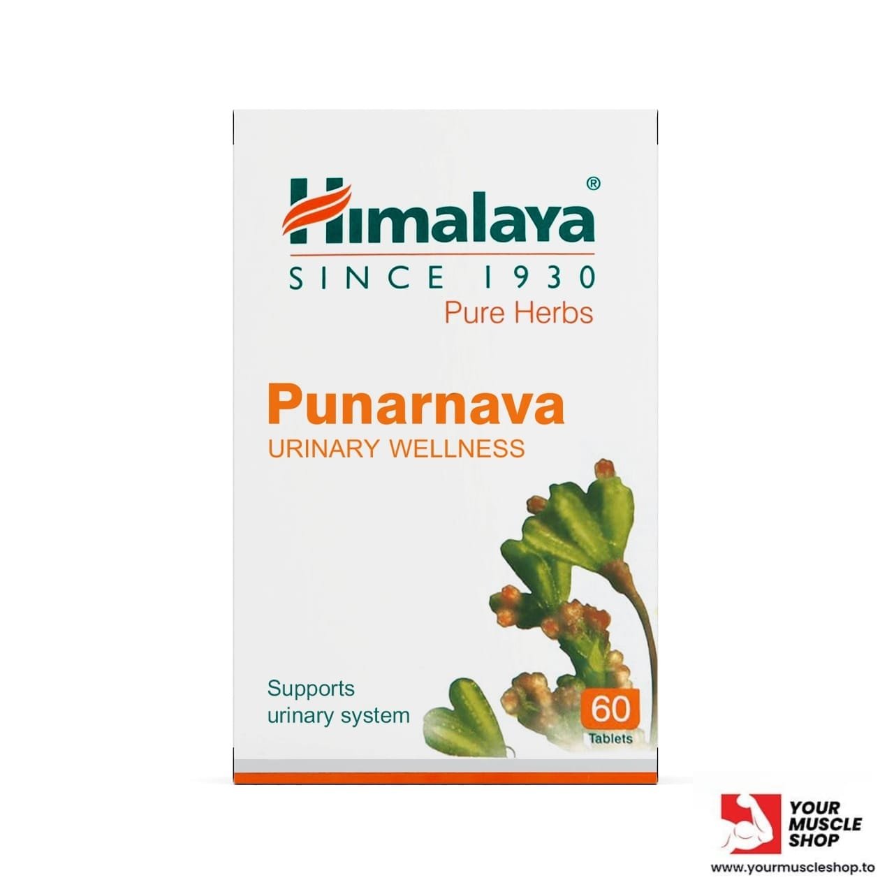 PUNARNAVA – (URINARY WELLNESS) – 60 TABLETS – HIMALAYA - Image 2